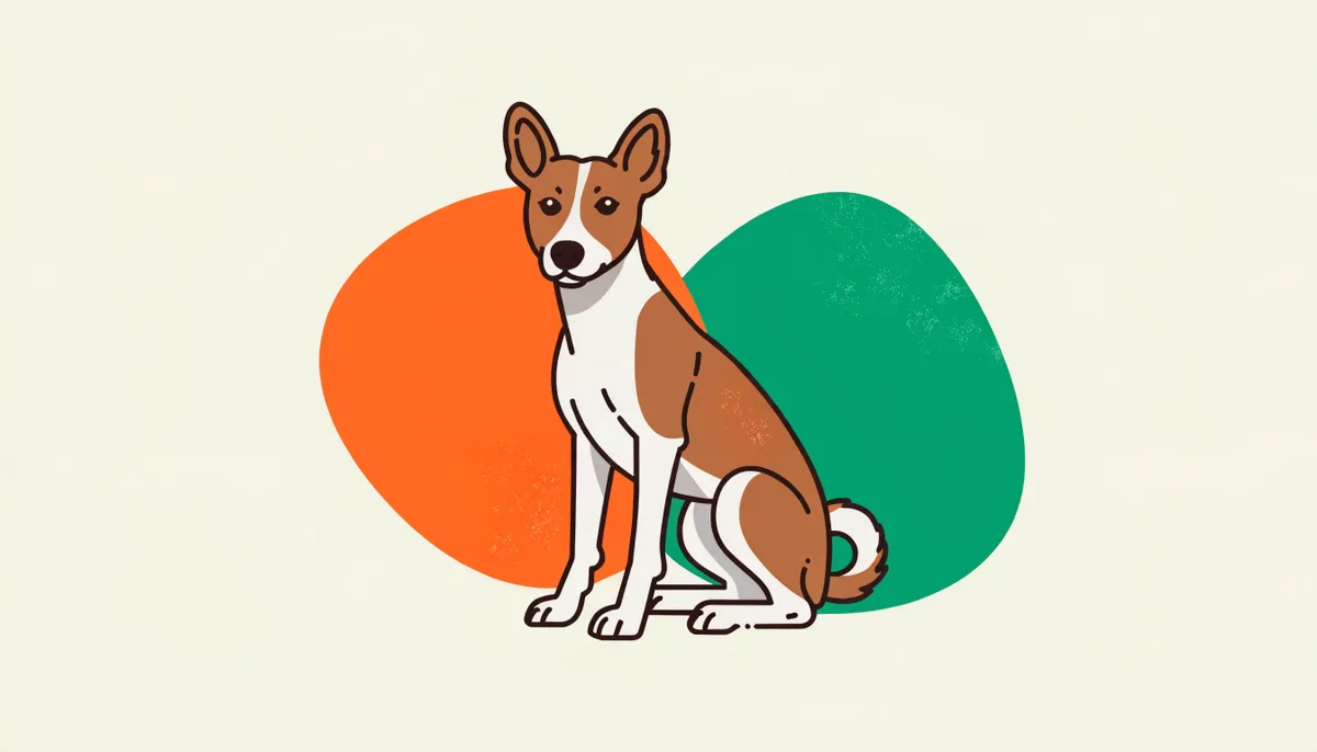 Cão da raça Basenji de pelagem castanha e branca, orelhas eretas e cauda enrolada, em pé e atento