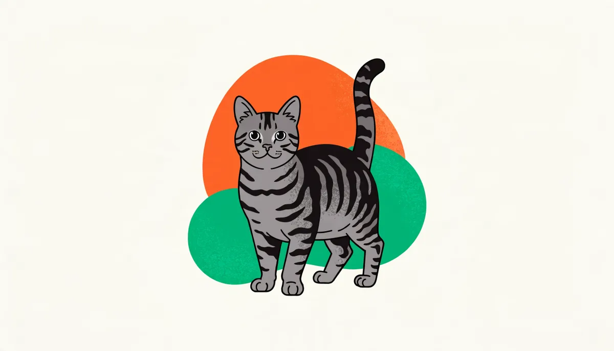 Gato Munchkin de pernas curtas e corpo de tamanho normal com pelagem tigrada