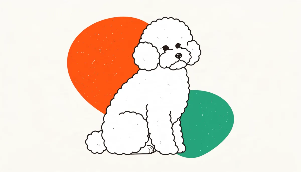 Bichon Frisé pequeno de pelagem branca, cacheada e fofa, tosado no formato arredondado clássico