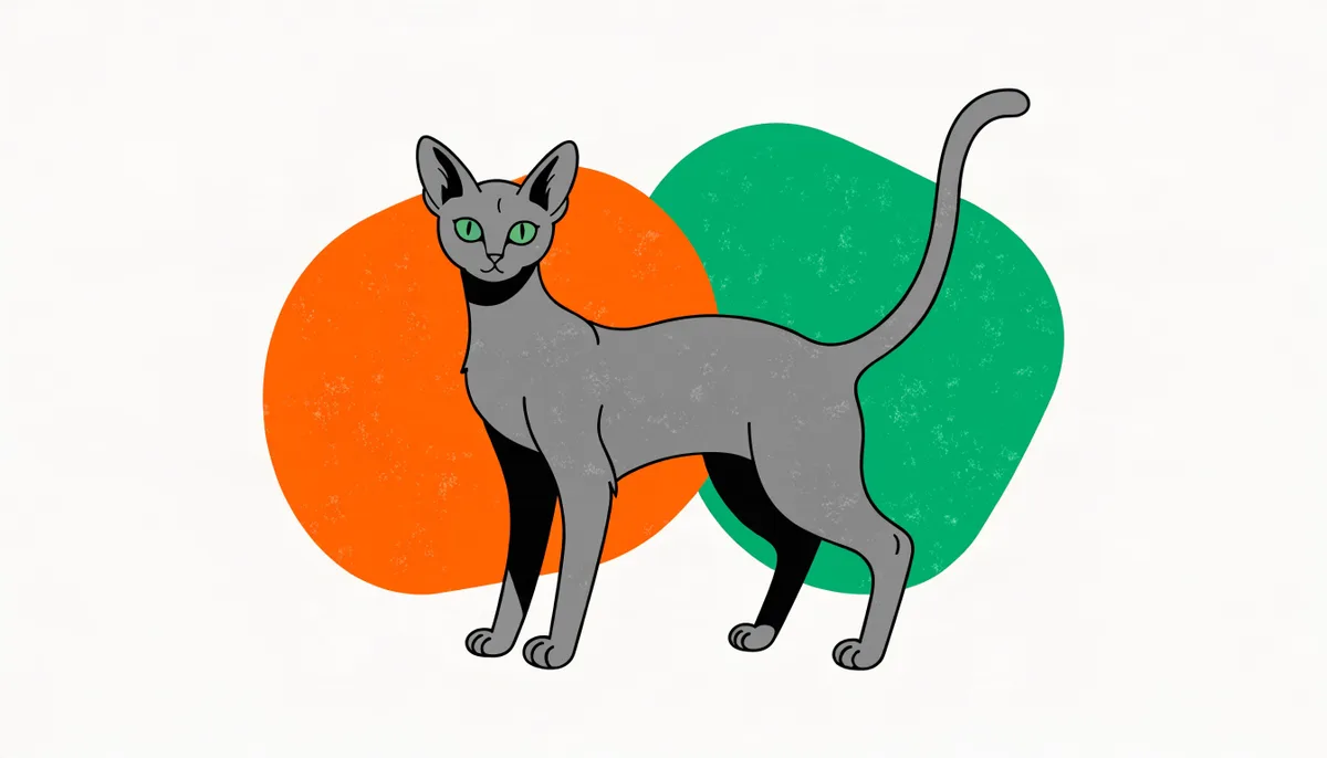 Gato Oriental de corpo esguio, orelhas muito grandes e pelo curto, com olhos verdes amendoados