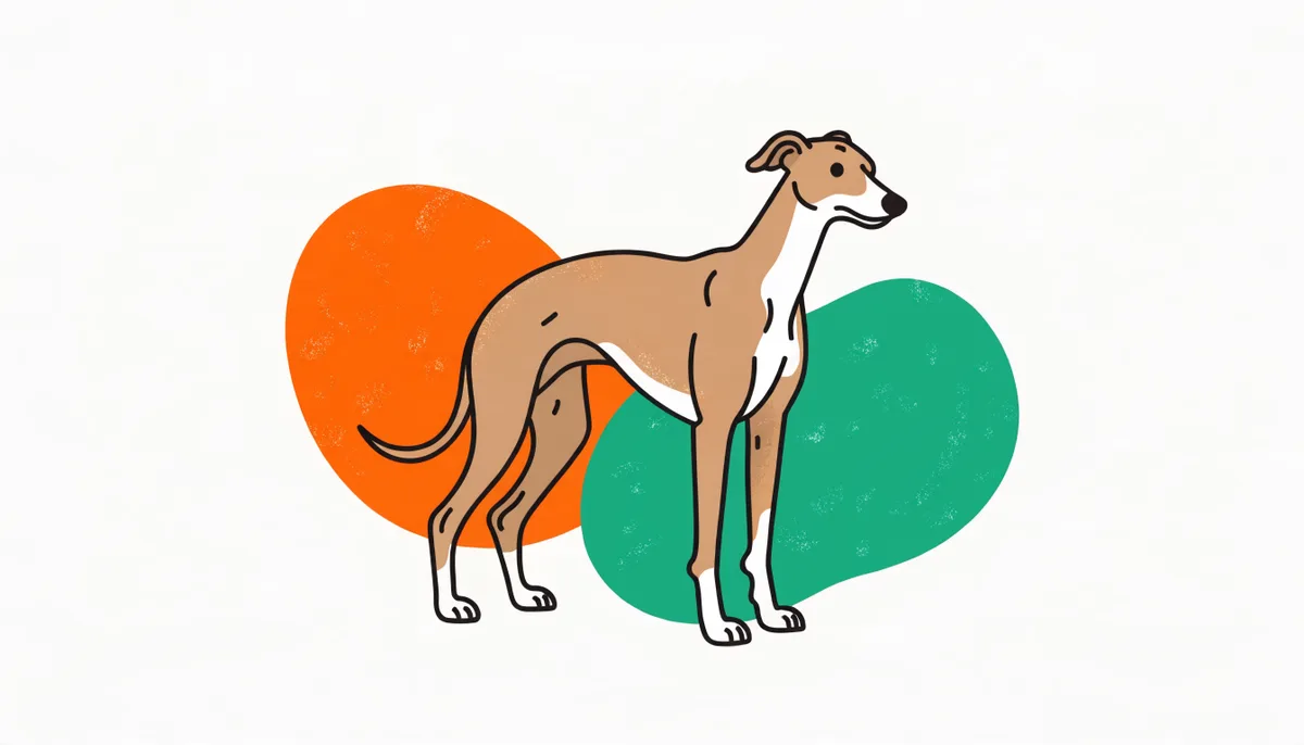 Galgo (Greyhound) de porte alto e esguio, com peito profundo e barriga recolhida, em pelagem bege clara.