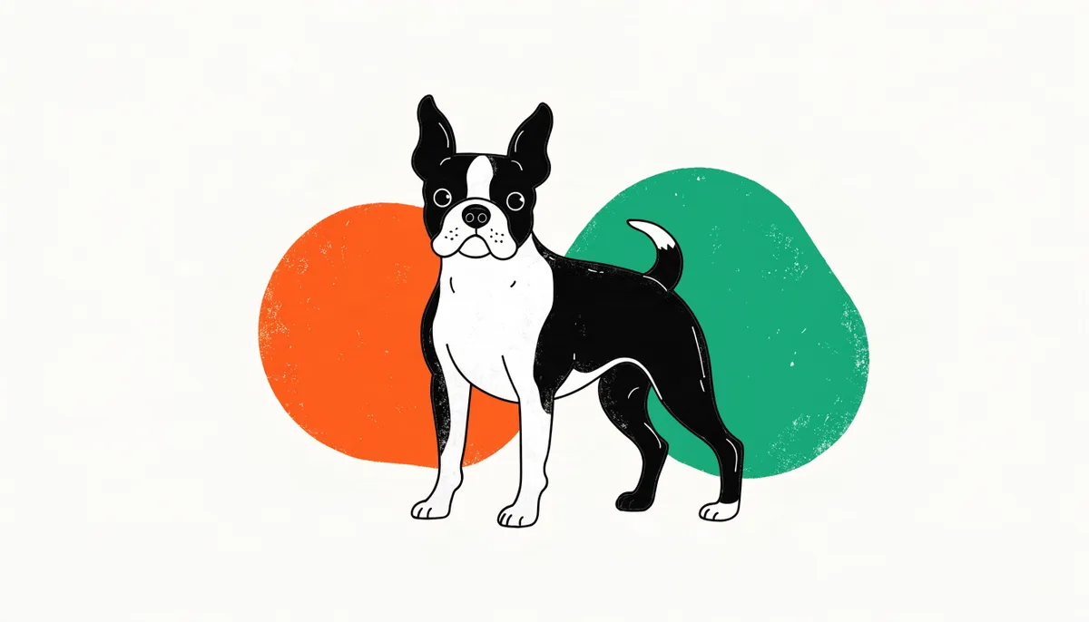 Cachorro Boston Terrier de porte pequeno, orelhas eretas e pelagem preta e branca em formato de smoking, com focinho curto.