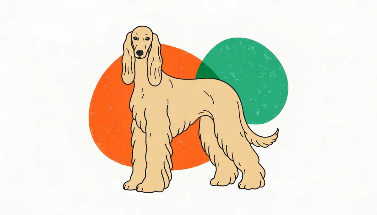 Galgo Afegão (Afghan Hound) de pelagem longa, fina e sedosa em tom creme dourado, elegante e de porte grande
