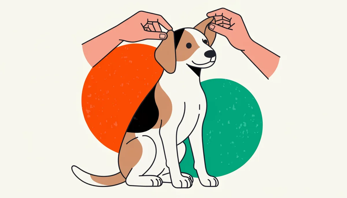 Mãos cuidadosas examinando com delicadeza a orelha pendente de um cachorro, avaliando sinais de otite