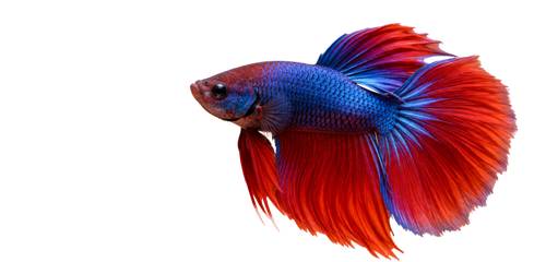 Peixes