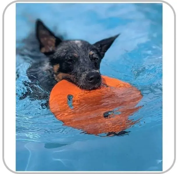 Brinquedo Para Pet Cachorros Frisbee Disco N-gage Flyer Dog
