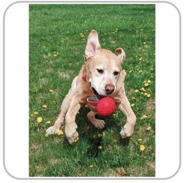 Brinquedo Bola Para Cachorro Mordedor N-gage Handler Regular