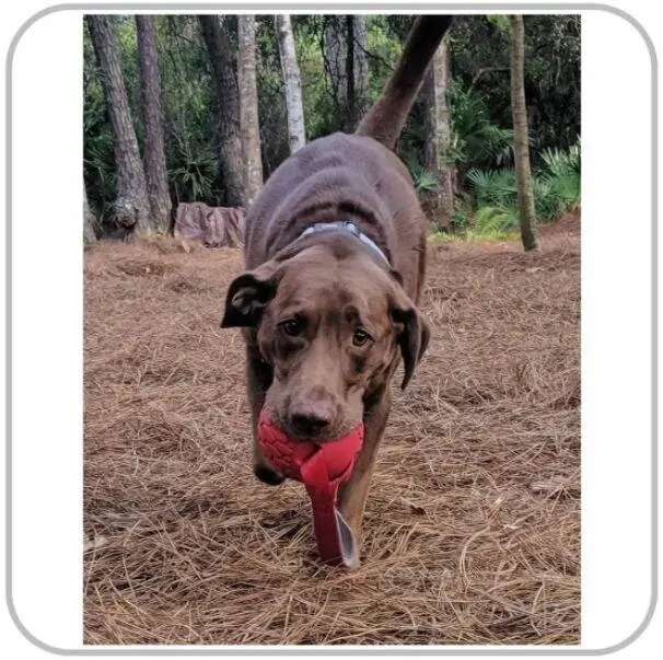 Brinquedo Bola Para Cachorro Mordedor N-gage Handler Regular