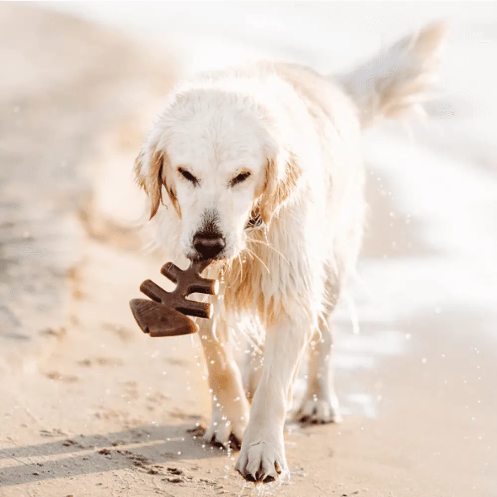 Brinquedo Cães Roer Benebone Fishbone Grande