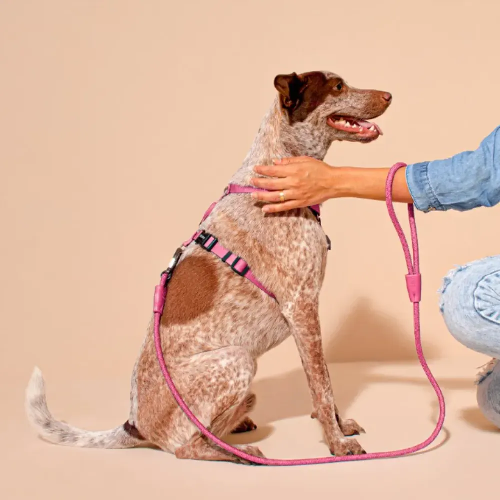 Guia de Corda para Cachorros Flat Lilás