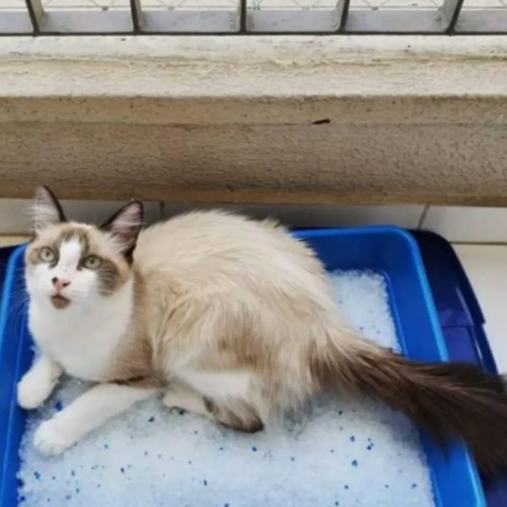 Areia Higiênica Micro Cristais de Sílica Jambo Pet 1,8kg