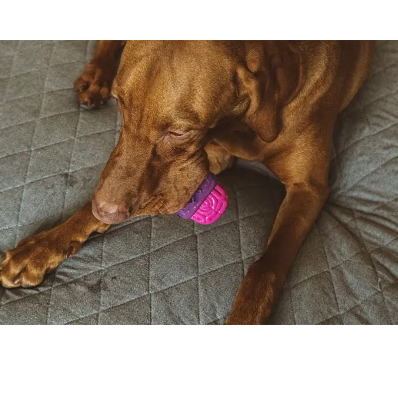 Brinquedo Zee.dog Brain Dead