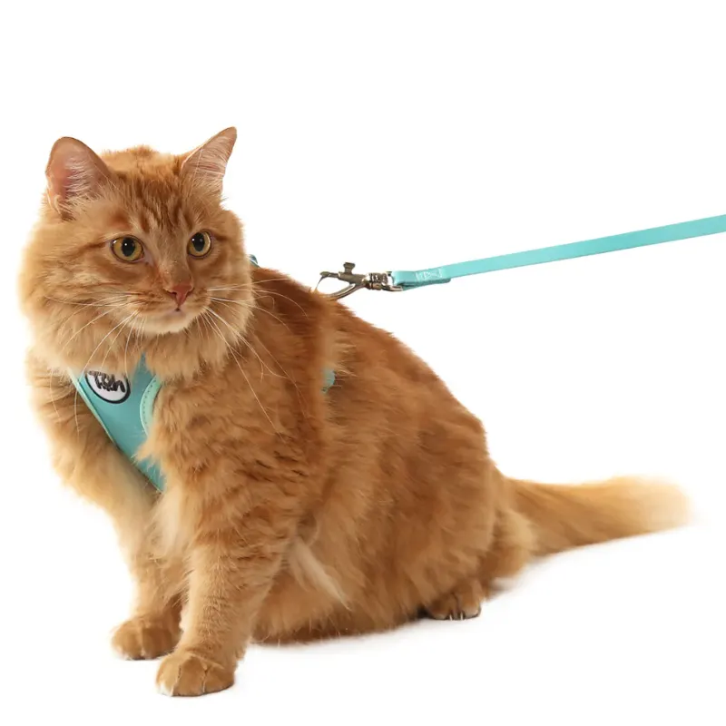 Conjunto Toh Peitoral H e Guia Neo Gato Maresia
