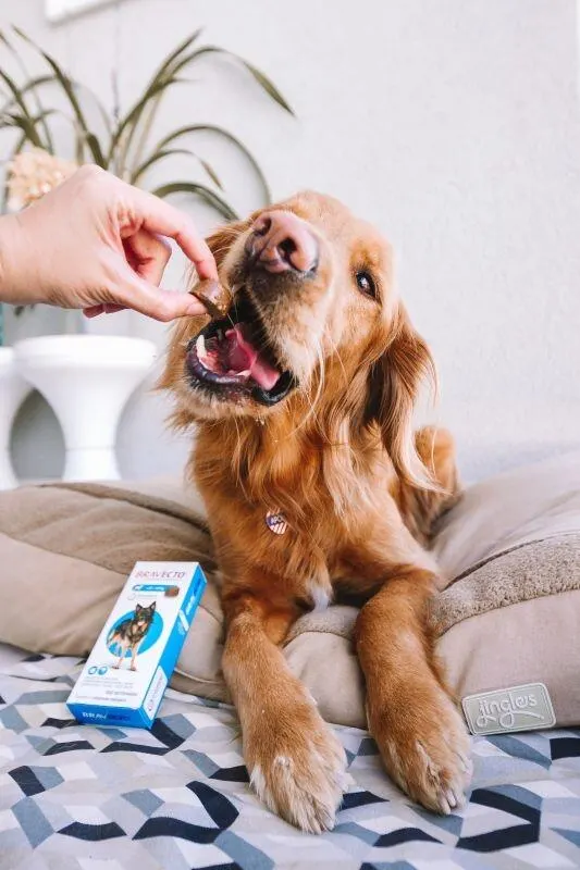 Bravecto 1000 mg Antipulgas e Carrapatos Para Cães de 20 a 40kg