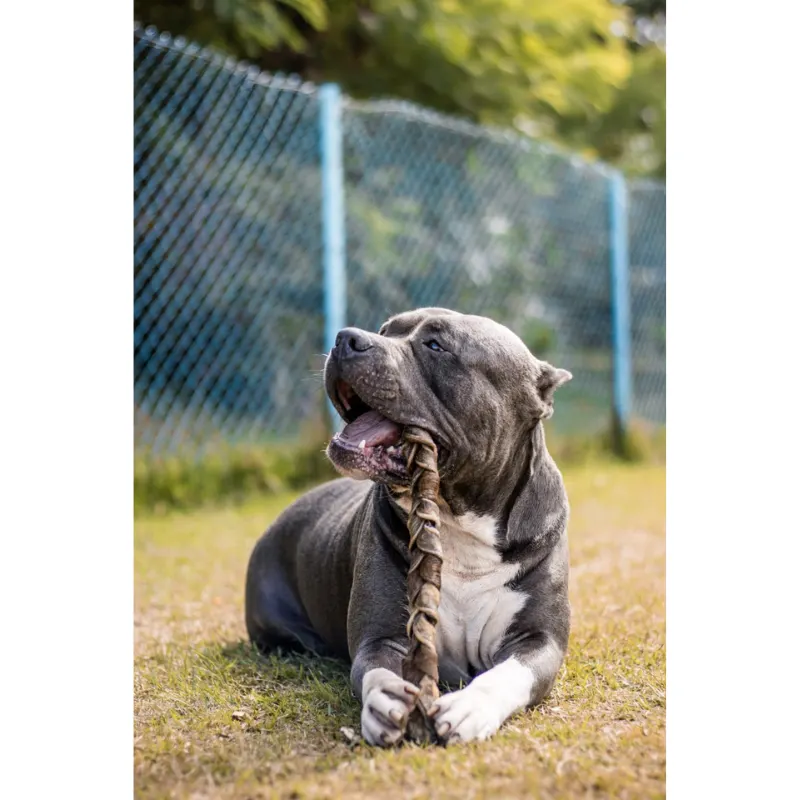 Natuka trança Bovina para Cães