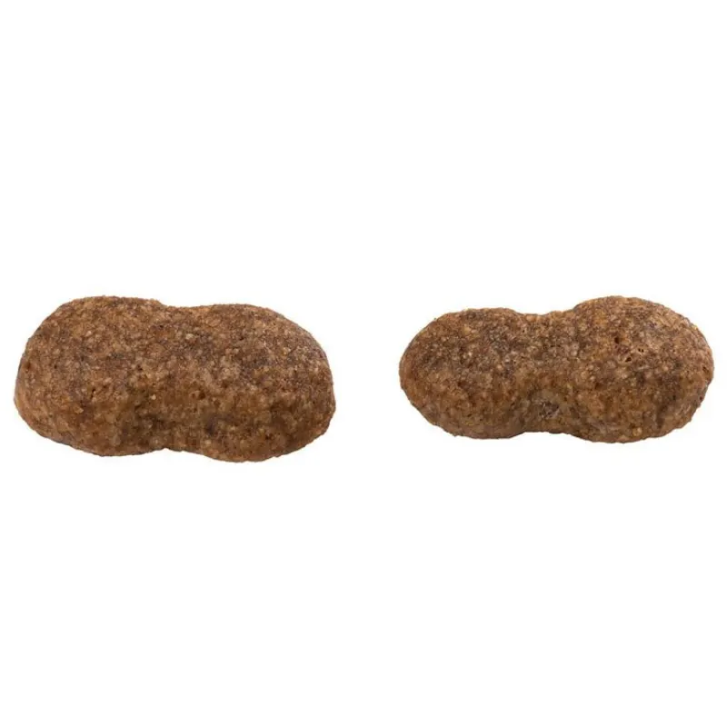 Guabi Natural Cão Adulto Grande Gigante Salmão E Cevada 12Kg