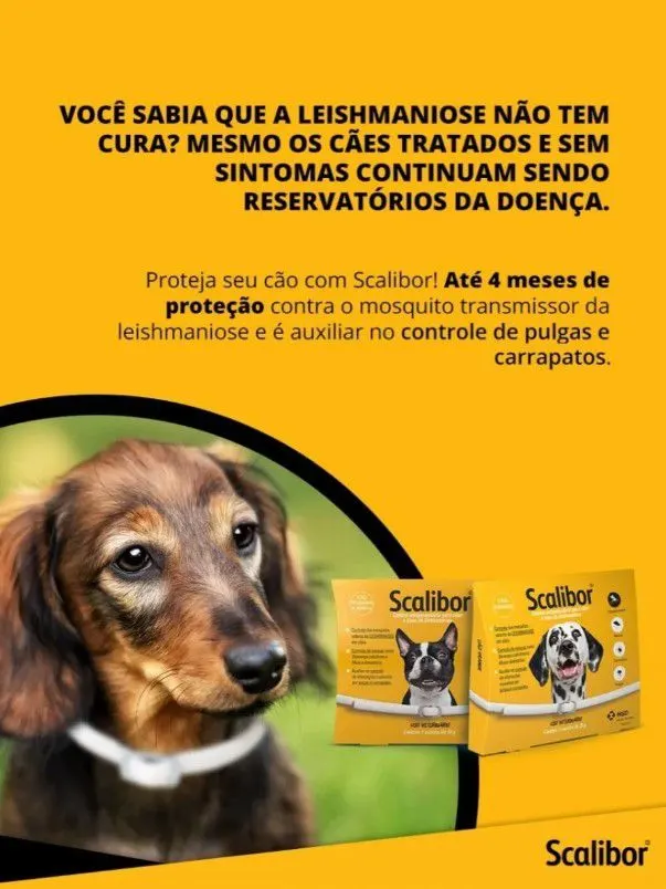 2 Coleira Antipulgas Scalibor Cães Pequenos e Médios 48 cm