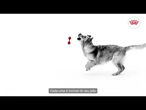 Ração Royal Canin Bulldog Francês para Cães Adultos 7,5 Kg