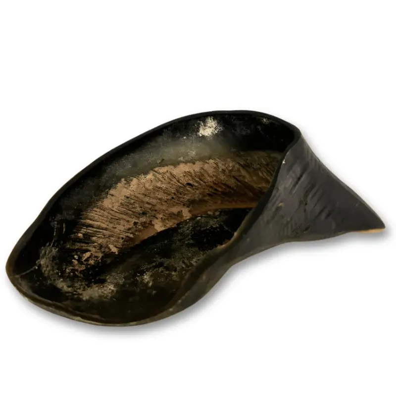 Combo Casco Bovino 5 Un P/M/G