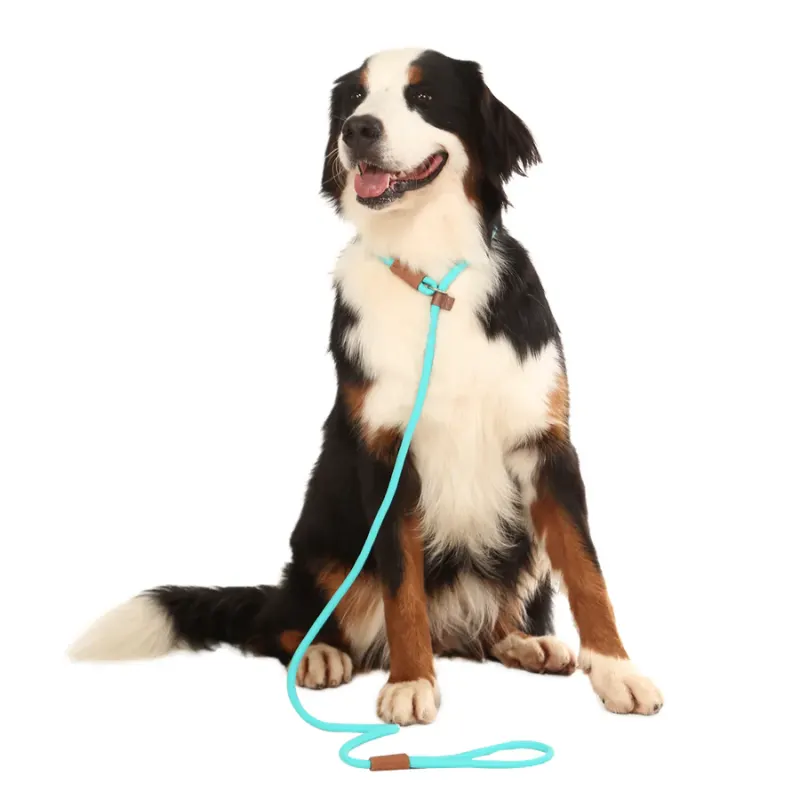 Guia Toh Unificada Corda U Turquesa para Cães