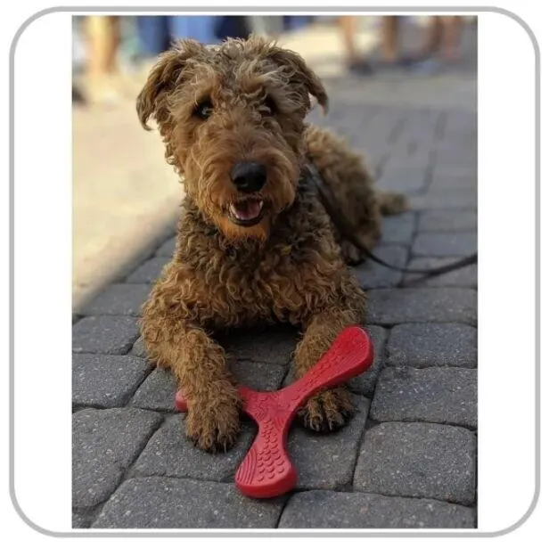 Brinquedo P/ Pet Cachorros Mordedor N-gage Propeller Junior