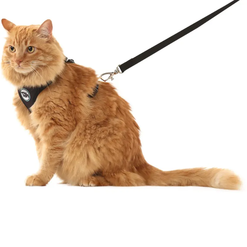 Conjunto Toh Peitoral e Guia Neo Gato Preto