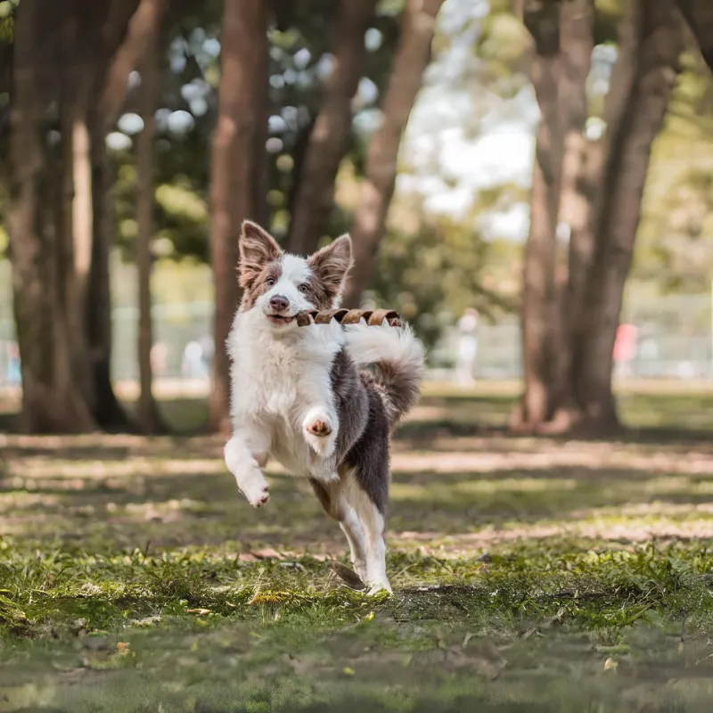 Twist Bovino para Cães Natuka - 1 un