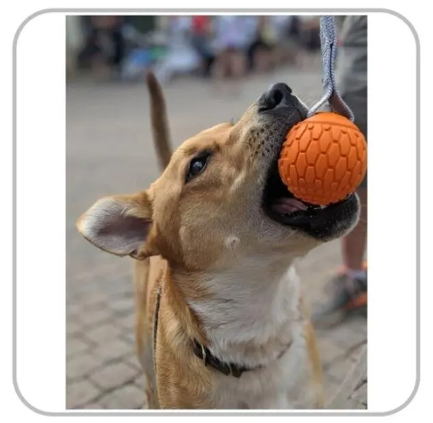 Brinquedo Bola Para Cachorro Mordedor N-gage Handler Júnior