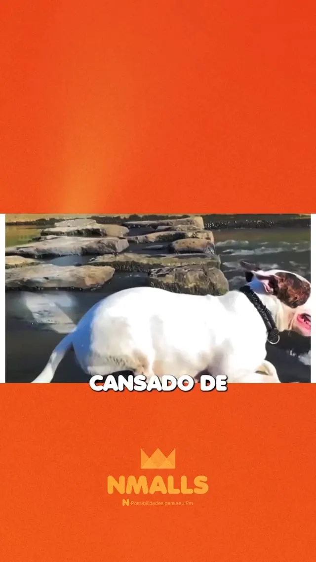 Tapete Gelado Azul - BBB Pet