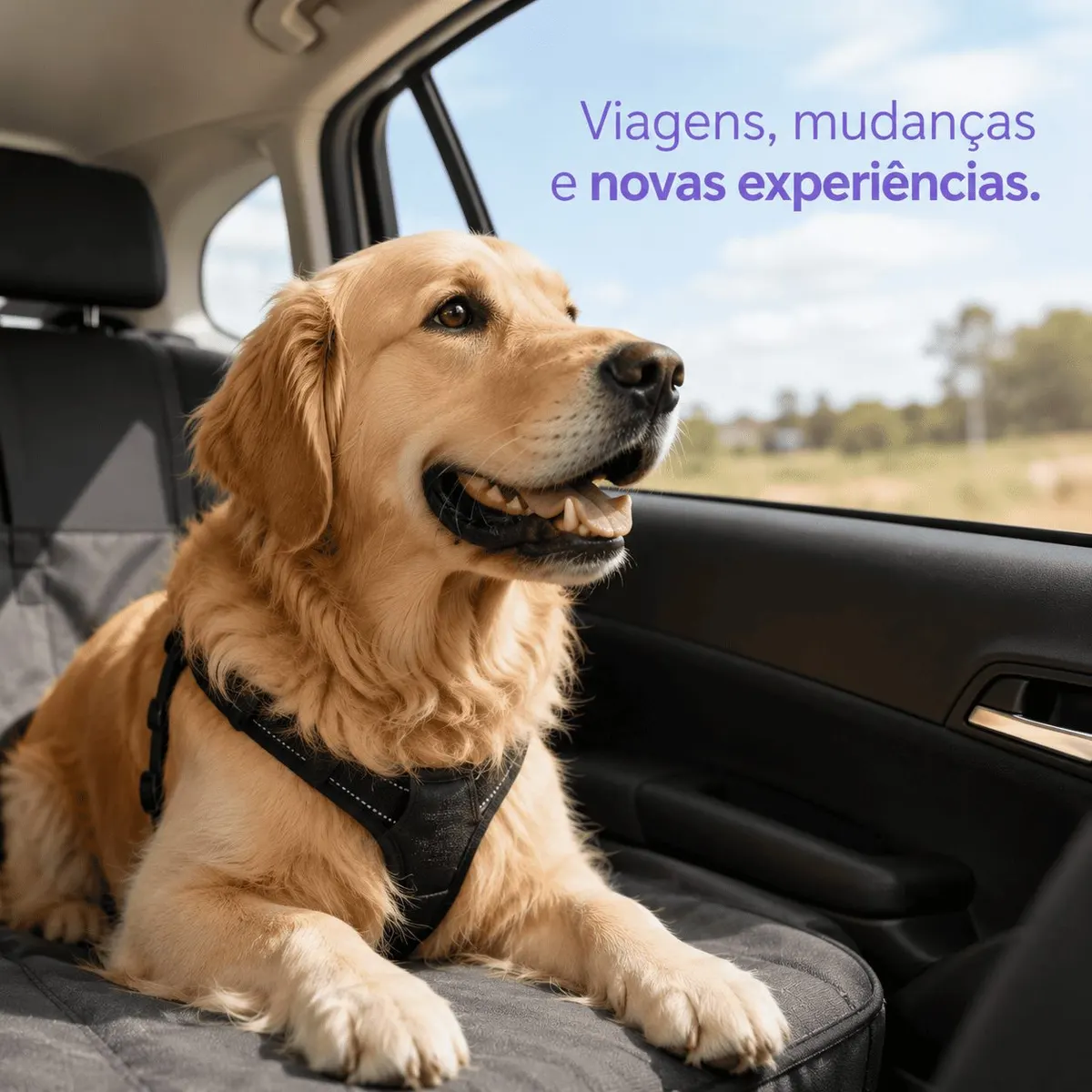Suplemente Alimentar Calmisyn König 660 mg com 60 Compridos