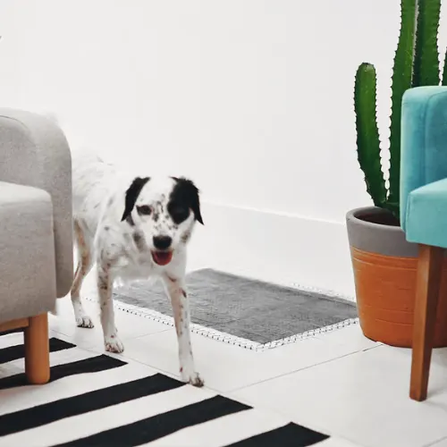Tapete Higiênico Zee.Dog Pad Preto com 30 Tapetes