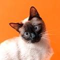 Ofertas para gato